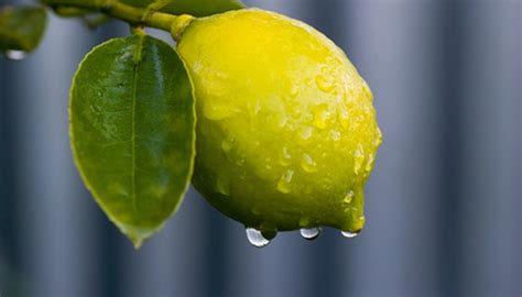 moisture meter lemon tree|lemon trees water requirements.